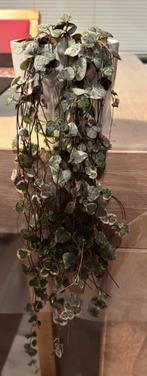 Hangplantje String of Hearts variegata exclusief buitenpot, Huis en Inrichting, Kamerplanten, Ophalen, Vetplant