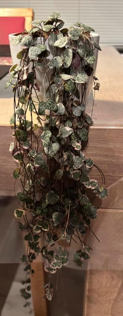 Hangplantje String of Hearts variegata exclusief buitenpot, Huis en Inrichting, Kamerplanten, Vetplant, Ophalen