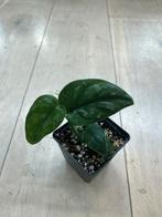 Scindapsus Black Mamba Mutation, Ophalen of Verzenden