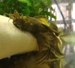 Gezocht: volwassen longfin green dragon ancistrus mannetje, Zoetwatervis, Vis