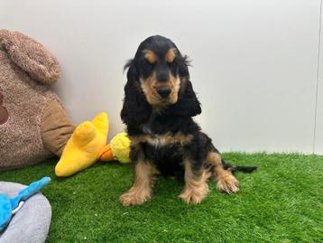 Engelse Cocker Spaniel pups beschikbaar voor biedingen