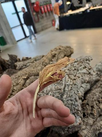 Poss 1.2 trio wimpergekko crested gecko man & vrouwen beschikbaar voor biedingen