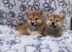 Shiba inu pups, 15 weken tot 1 jaar, Buitenland, CDV (hondenziekte), Poolhond