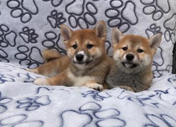 Shiba inu pups beschikbaar voor biedingen
