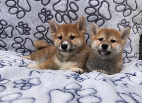 Shiba inu pups, Dieren en Toebehoren, Honden | Poolhonden, Keeshonden en Oertypen, Meerdere dieren, Poolhond, Fokker | Professioneel
