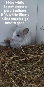 chinchilla's, Dieren en Toebehoren, Augustus, Mannelijk, Chinchilla