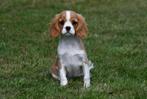 Cavalier King Charles Spaniël pups te koop, Dieren en Toebehoren, 15 weken tot 1 jaar, Buitenland, CDV (hondenziekte), Meerdere