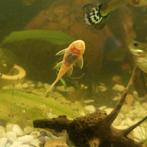 Ancistrus L144 lemon korte vin, Dieren en Toebehoren