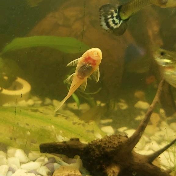 Ancistrus L144 lemon korte vin, Animaux & Accessoires, Poissons | Poissons d'aquarium