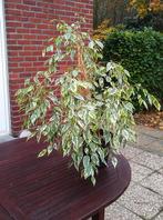 Florerende Ficus benjamina (treurvijg), echte plant, Ophalen, Ficus, Halfschaduw, In pot