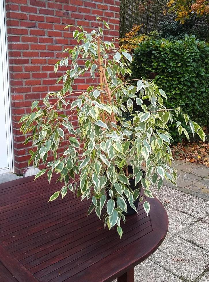 Florerende Ficus benjamina (treurvijg), echte plant, Maison & Meubles, Plantes d'intérieur, Ficus, Moins de 100 cm, Plante verte