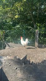 Te koop zeer mooie haan, Dieren en Toebehoren, Pluimvee