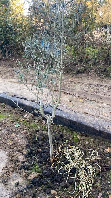4 gezonde olijfbomen beschikbaar voor biedingen