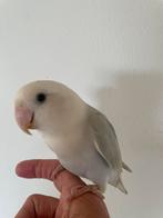 Tamme vogel ter overname, Dieren en Toebehoren, Geslacht onbekend, Dwergpapegaai of Agapornis, Tam