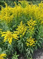 Solidago of Guldenroede voor 10 stuks, Ophalen, Bodembedekkers, Vaste plant, Halfschaduw