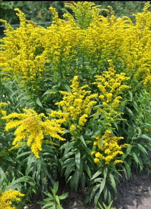 Solidago of Guldenroede voor 10 stuks, Tuin en Terras, Planten | Tuinplanten, Vaste plant, Bodembedekkers, Halfschaduw, Zomer