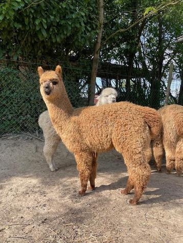 Jonge alpaca merrie, Femelle