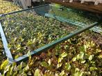 Ijzeren hekken, Tuin en Terras, Ophalen, Gebruikt