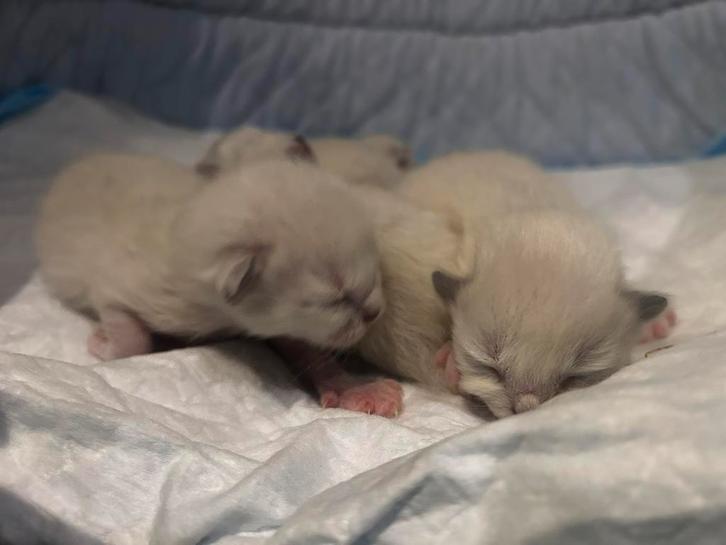 Ragdoll kittens, Animaux & Accessoires, Chats & Chatons | Chats de race | Poil long, Plusieurs animaux, 0 à 2 ans, Avec puce électronique