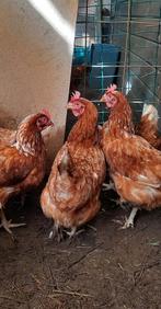 Bruine legkippen, Dieren en Toebehoren