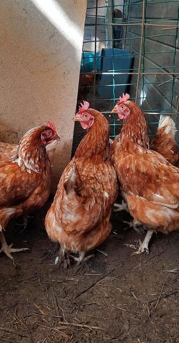 Bruine legkippen  beschikbaar voor biedingen