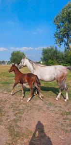 3 jarige merrie met hengstenveulen Quarab arabier x quarter, Dieren en Toebehoren, Paarden, Merrie
