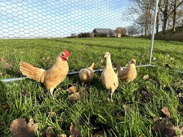 Sebright kippen gesekst, geringd en ingeënt Geelwitgezoomd, Dieren en Toebehoren, Pluimvee, Vrouwelijk, Kip