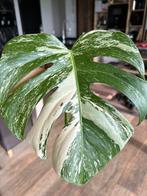 Monstera deliciosa variegata, Huis en Inrichting, Ophalen of Verzenden