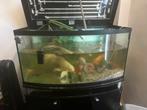 Aquarium + Vissen, Dieren en Toebehoren, Ophalen, Gebruikt