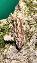 Gargoyle gekko’s, Dieren en Toebehoren, Ophalen, Overige typen