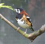 Kastanjerug Lijsters, Dieren en Toebehoren, Vogels | Overige Vogels, Tropenvogel, Geringd