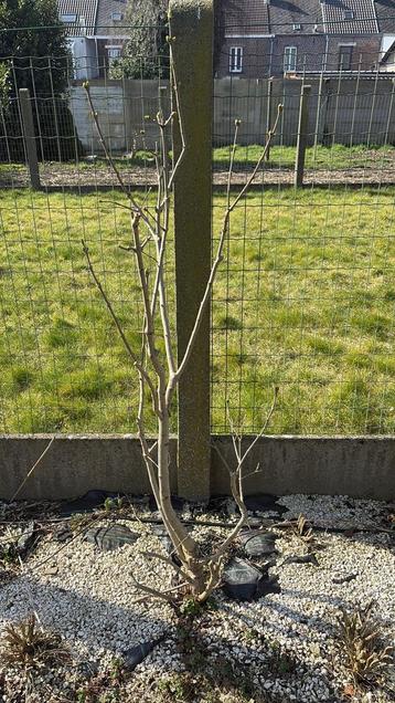 Seringen syringa vulgaris beschikbaar voor biedingen