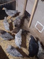 Cream de legbar en australop, Animaux & Accessoires, Plusieurs animaux, Poule ou poulet