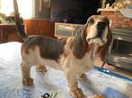 Bassethound, Comme neuf, Enlèvement