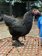 Brahma kuikens, Dieren en Toebehoren