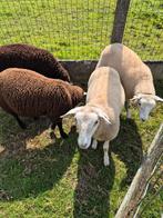 Schapen lammeren, Dieren en Toebehoren, Schapen, Geiten en Varkens