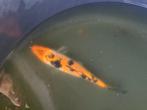 Koi 21cm, Karper of Koi
