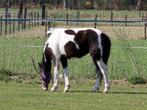 Pinto's, Dieren en Toebehoren, Paarden, Gechipt, Minder dan 160 cm, Zadelmak, 3 tot 6 jaar
