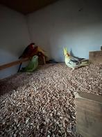 Vogels te koop, Dieren en Toebehoren, Geslacht onbekend, Parkiet