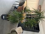 Dracaena Marginata carrouse, Ombre partielle, En pot, Plante verte, Palmier