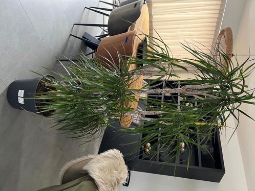 Dracaena Marginata carrouse, Huis en Inrichting, Kamerplanten, Palm, 150 tot 200 cm, Groene kamerplant, Halfschaduw, In pot, Ophalen