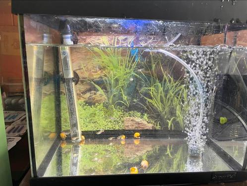 Te koop allerlei van aquarium tot guppy’s en appelslakken, Dieren en Toebehoren, Vissen | Aquaria en Toebehoren, Zo goed als nieuw