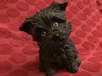Yorkshire terrier beeld, Ophalen of Verzenden