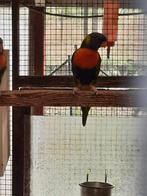 Lori van de blauwe bergen, Dieren en Toebehoren, Vogels | Parkieten en Papegaaien, Geringd