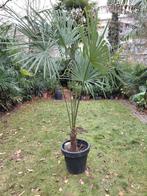 Trachycarpus Fortunei palmboom stamhoogte 40 cm spotprijs, Enlèvement, En pot, Palmier