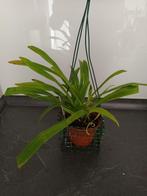 orchidee dracula lemurella (heb nog dracula's), Overige soorten, In pot, Groene kamerplant, Halfschaduw