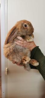 Knappe lieve franse hangoor ram, Dieren en Toebehoren, Mannelijk, Groot, Hangoor, 0 tot 2 jaar