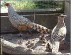 Wallich cheer  Fazanten, Dieren en Toebehoren, Pluimvee, Meerdere dieren