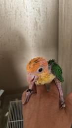 Laatste handtamme roesrkop caique, Dieren en Toebehoren, Geringd