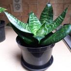 kamer planten, Huis en Inrichting, Kamerplanten, Ophalen, In pot